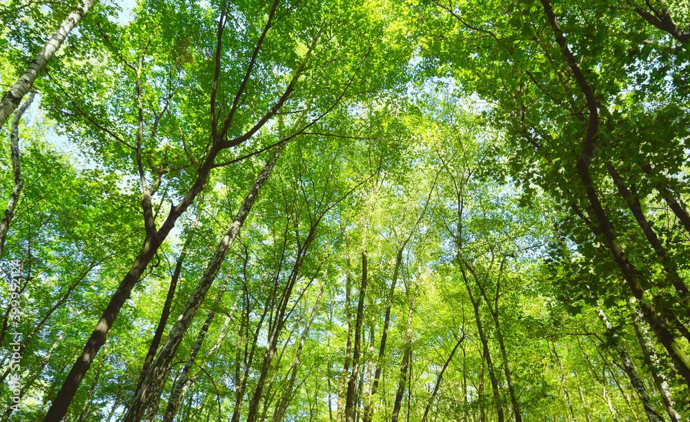 Summer leafy forest. Deciduous forest on a sunny summer day. Nature background Summer leafy forest. Deciduous forest on a sunny summer day. Nature background