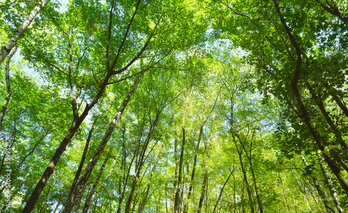 Summer leafy forest. Deciduous forest on a sunny summer day. Nature background 
