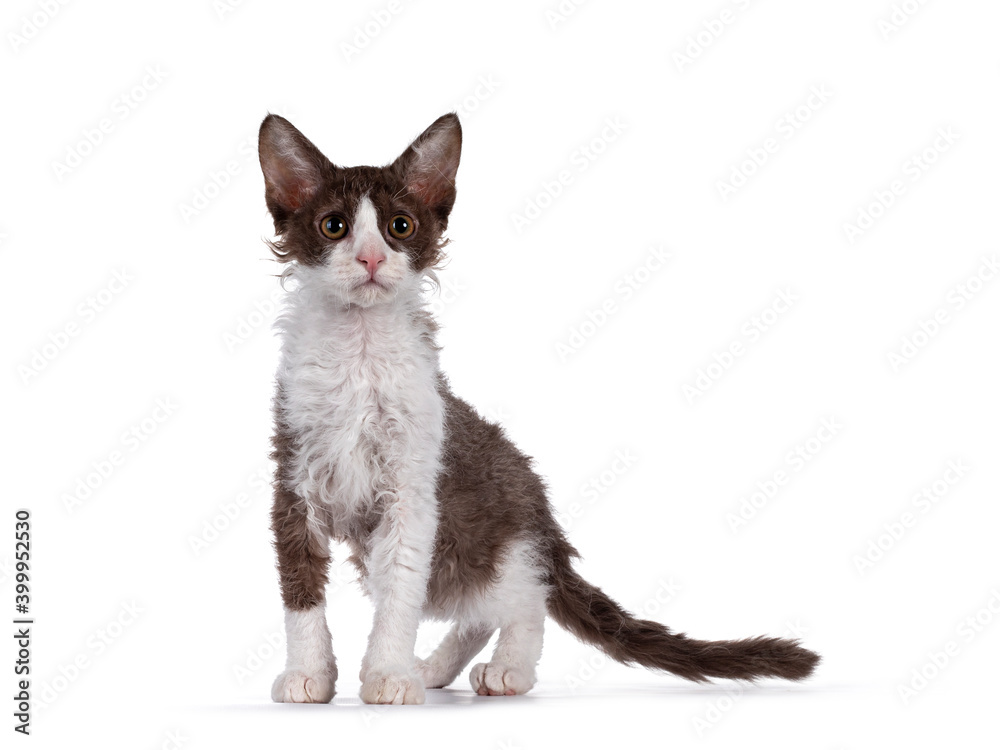 Cute brown with white LaPerm cat kitten, standing side ways. Looking up beside camera with orange eyes. Isolated on white background.