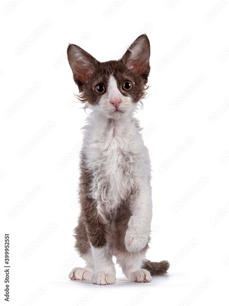 Cute brown with white LaPerm cat kitten, standing facing front with one paw playful in air. Looking straight to camera with orange eyes. Isolated on white background.