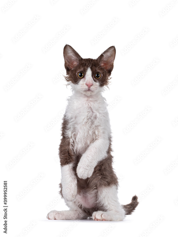Cute brown with white LaPerm cat kitten, sitting on hind paws like meerkat facing front. Looking to camera with orange eyes. Isolated on white background.