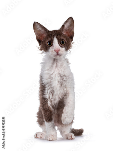 Cute brown with white LaPerm cat kitten, standing facing front with one paw playful in air. Looking straight to camera with orange eyes. Isolated on white background. photo