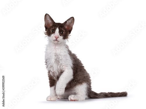 Cute brown with white LaPerm cat kitten, sitting side ways with one paw playful in air. Looking straight to camera with orange eyes. Isolated on white background. photo