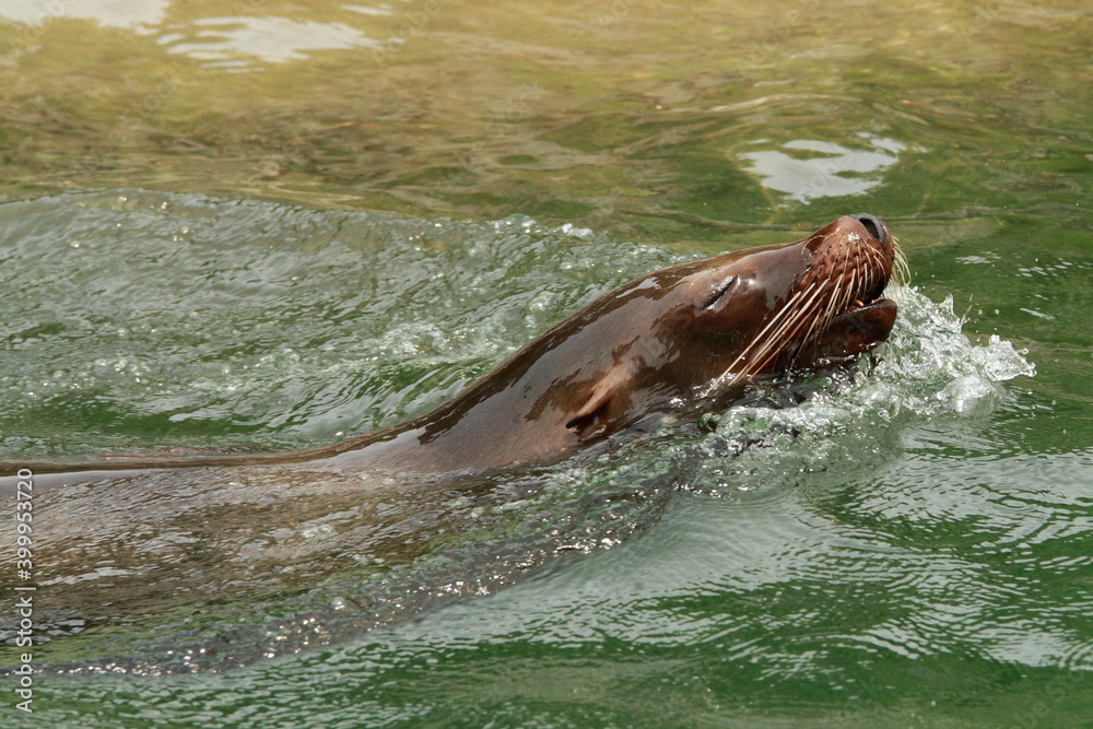 Obraz premium sea lion in the water