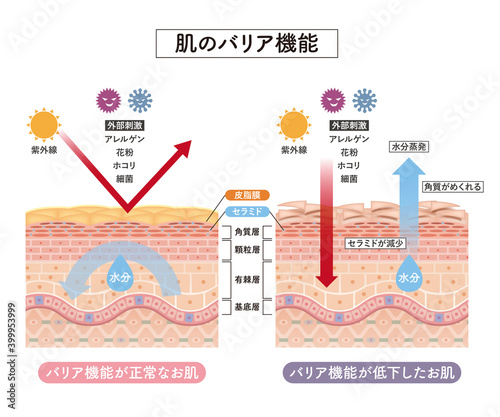 Cross section of the skin 5 front