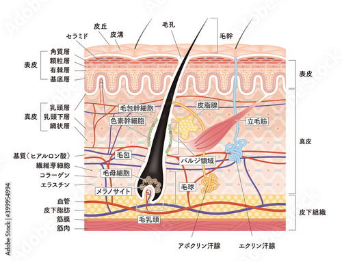 Cross section of the skin 11 front photo
