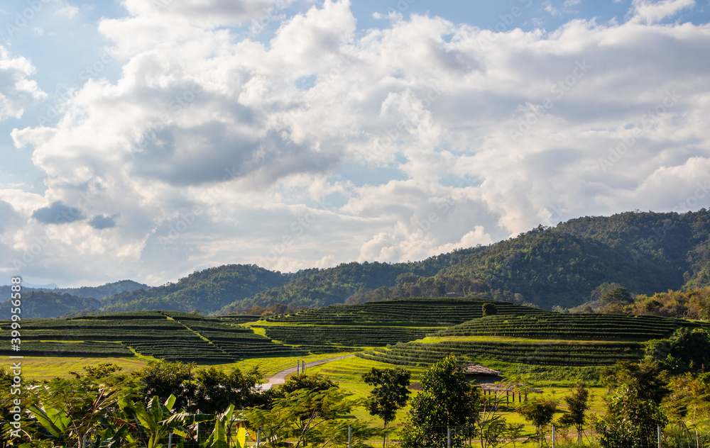The tea plantations around Chiang Rai Thailand Asia