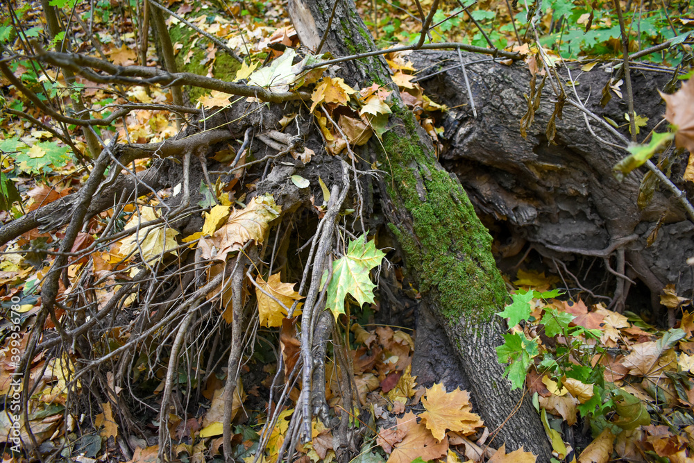 Fototapeta premium Fallen tree roots upwards covered with moss and fallen leaves