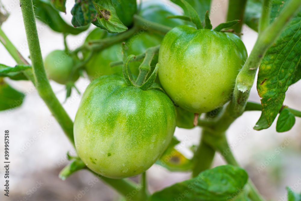 Green tomatoes grow in the garden Green tomatoes grow in the garden