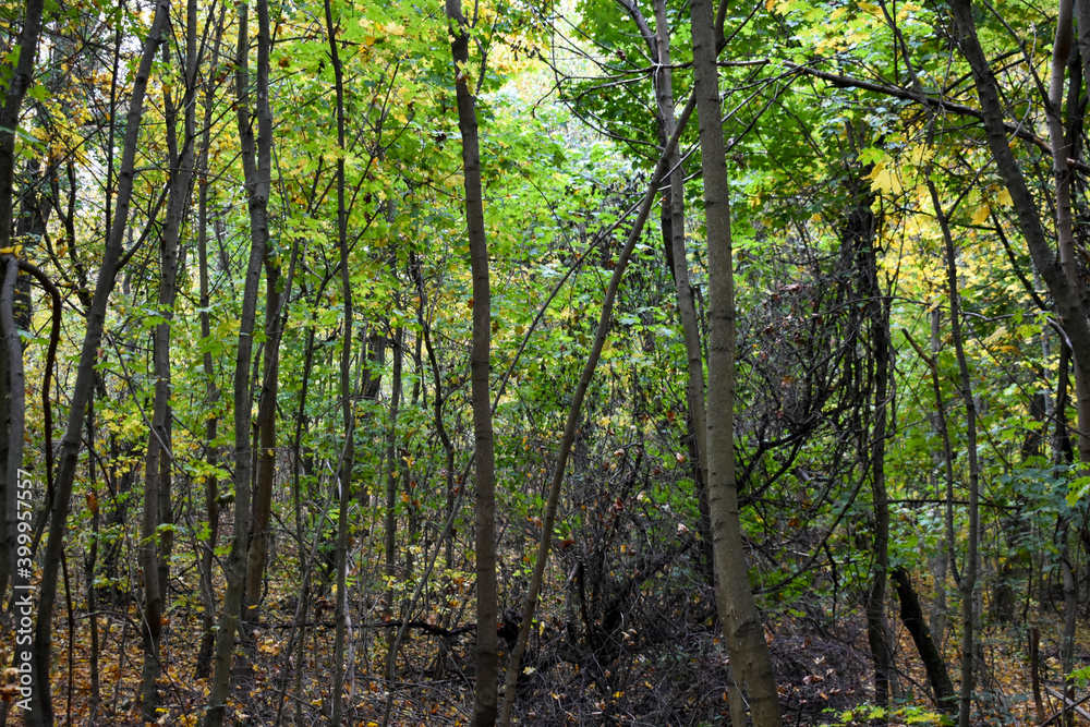 Obraz premium Bright forest colors