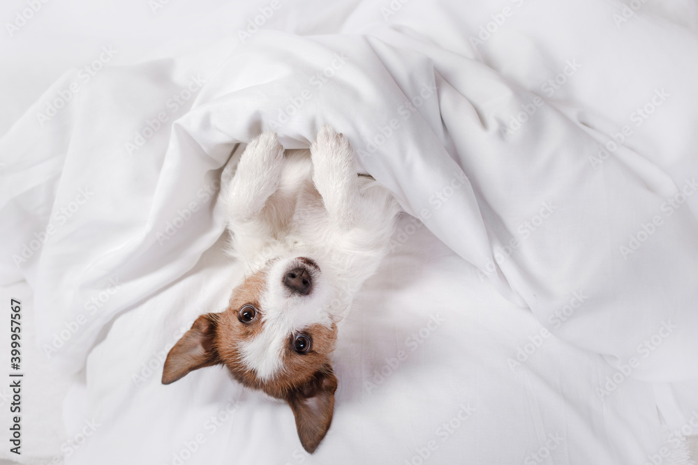 Obraz premium the dog is resting in the bed. Sweet Jack Russell Terrier. Sleepy pet