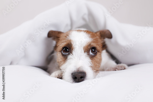 the dog is resting in the bed. Sweet Jack Russell Terrier. Sleepy pet © annaav