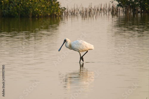 Schilderij op canvas A black-faced spoonbill is looking for food in the wetland.