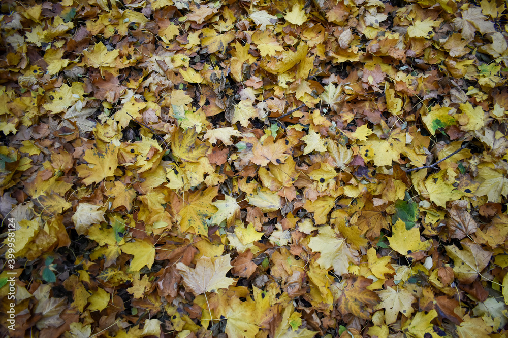 Fallen leaves full frame Fallen leaves full frame
