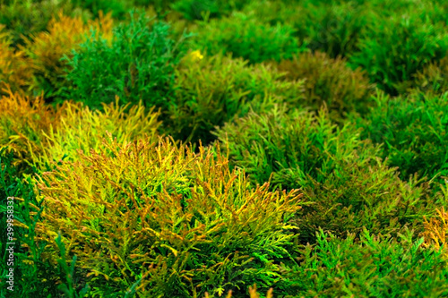 Natural plant green background from small young cypresses close-up, selective focus. Abstract botanical texture background, copy space © Lena_viridis