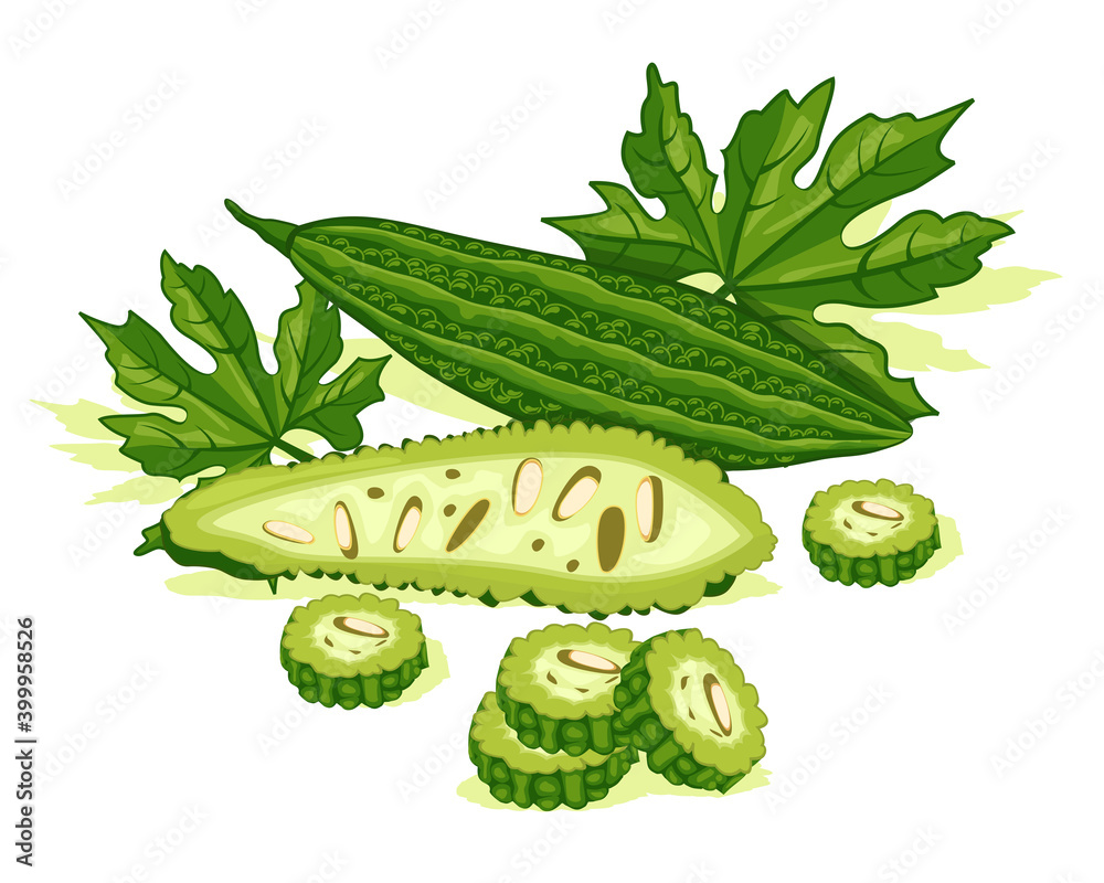 Illustration of bitter gourd painted by watercolor - Stock Illustration  [95668680] - PIXTA