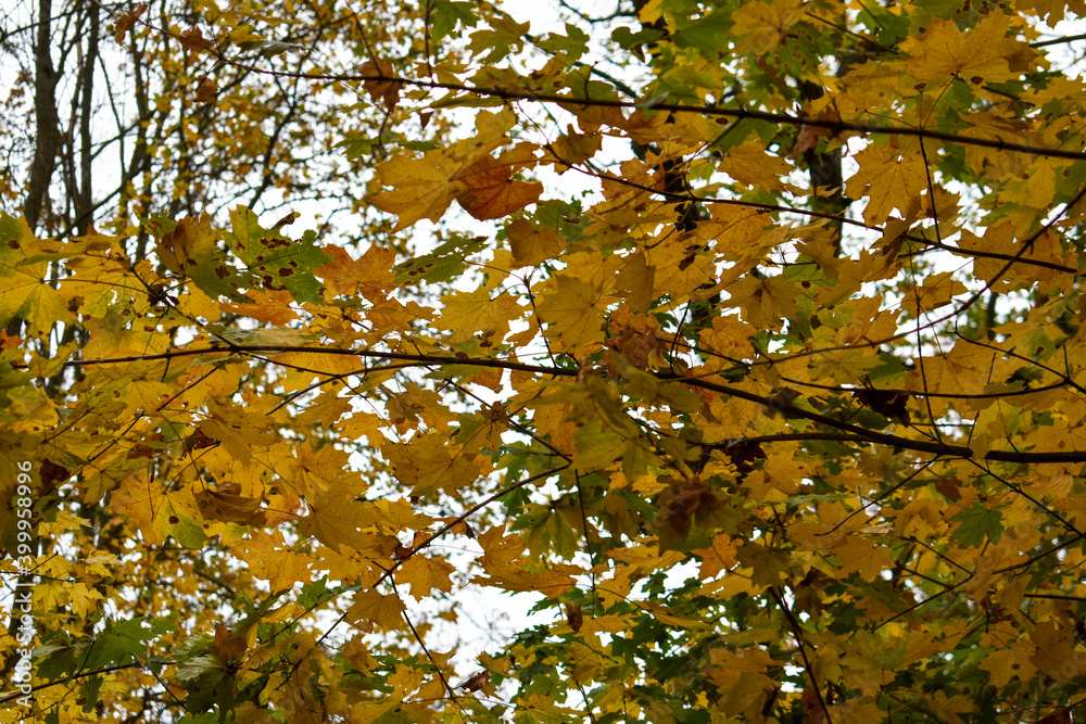 Fototapeta premium Bright autumn colors in the forest