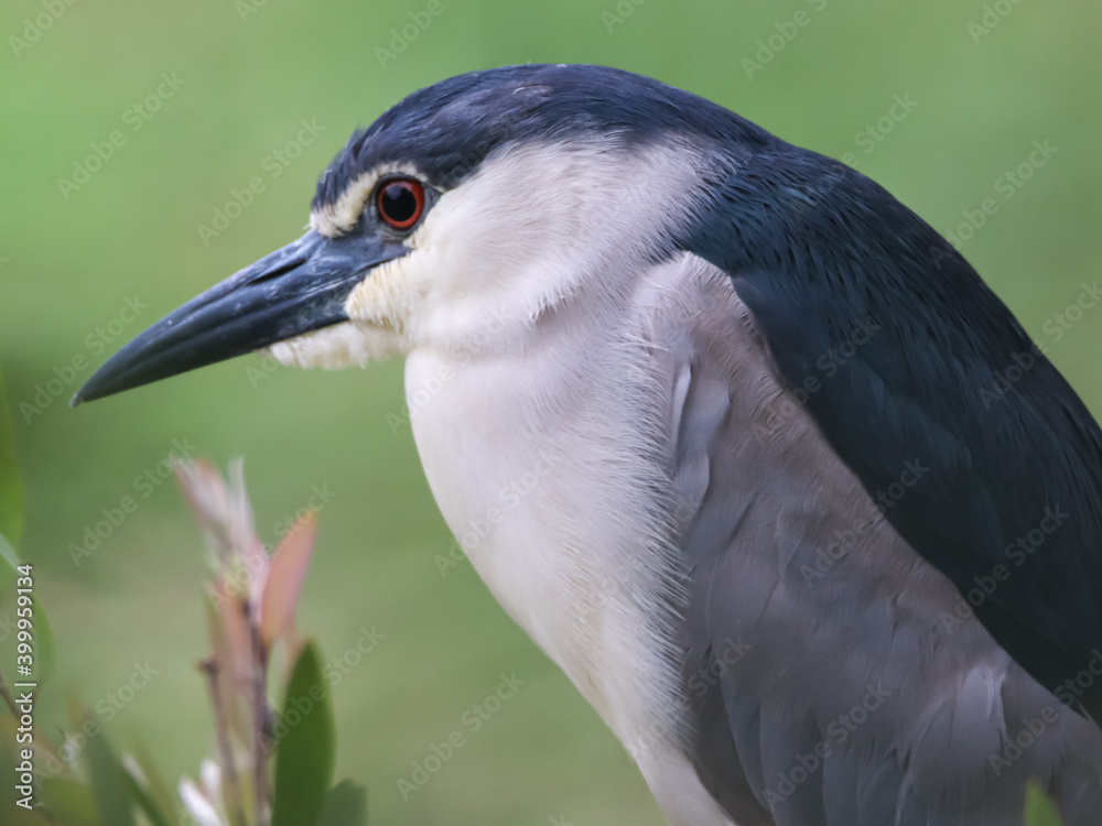 Obraz premium Black-crowned Night Heron (Nycticorax nycticorax)