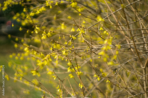 Forsythia yellow flowers bloom in spring © Galina