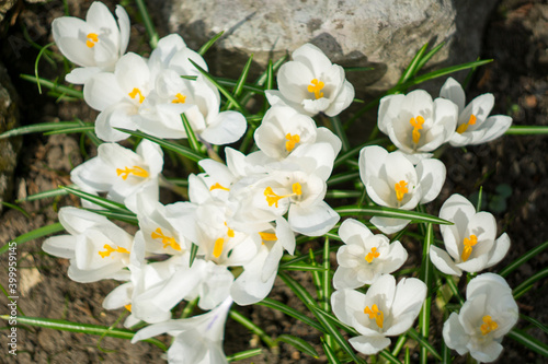 White flowers crocuses bloom