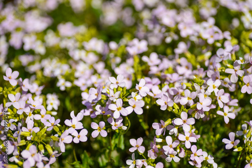 Small pink flowers blooming