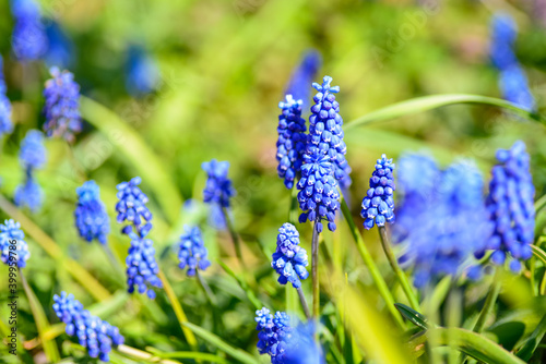 Blue muscari flowers blooming
