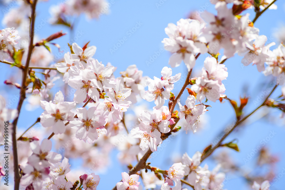 Obraz premium Sakura blooms in spring
