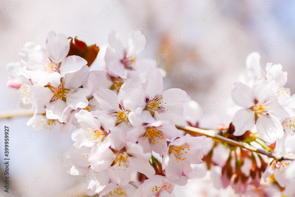 Sakura blooms in spring