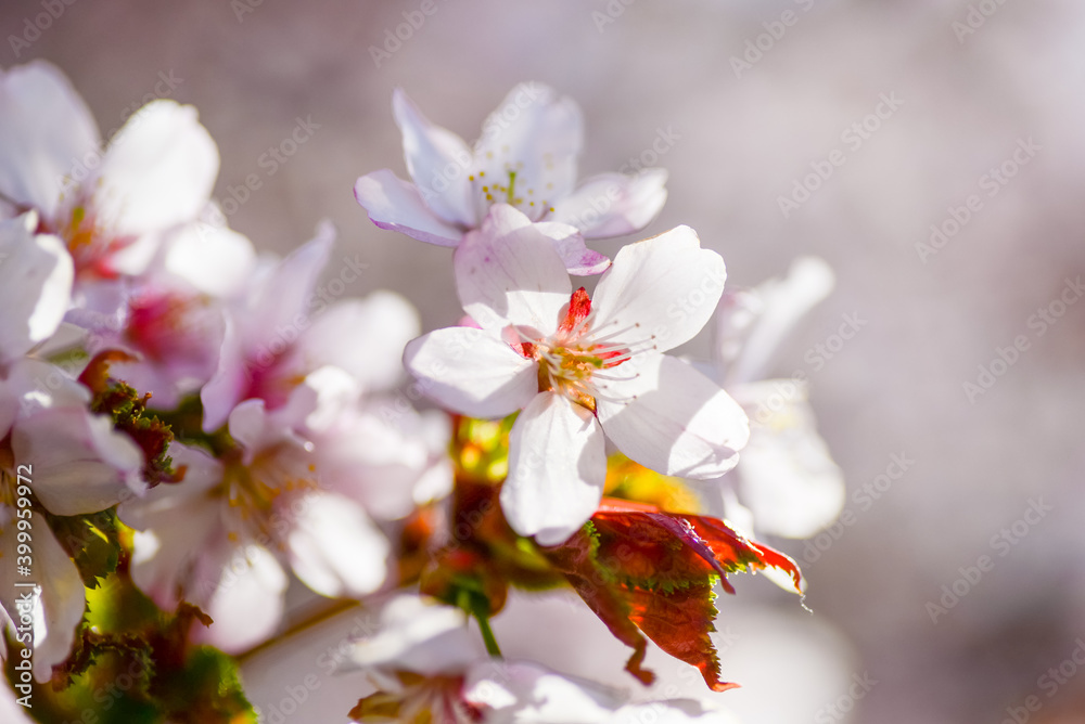 Sakura blooms in spring