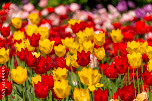 Yellow and red tulips blooming