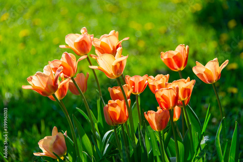 Fototapeta Naklejka Na Ścianę i Meble -  Orange tulips blooming
