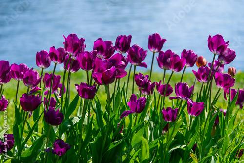 Dark purple tulips blooming
