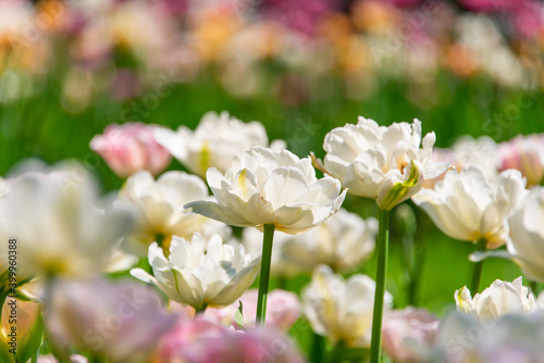 White and pink tulips blooming in the garden