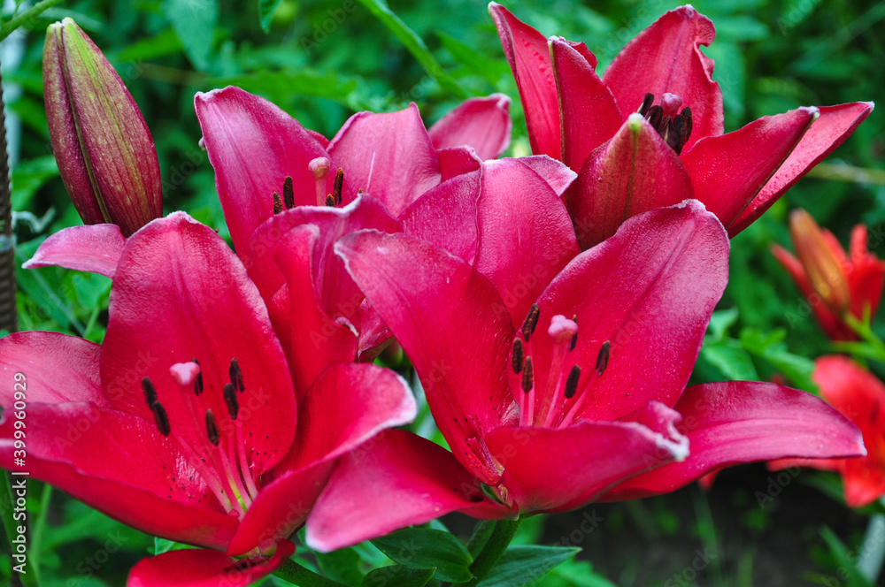 Red flowers are daylilies or Hemerocallis. Red flowers are daylilies or Hemerocallis.