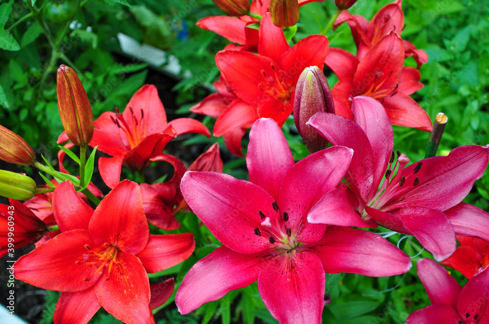Red flowers are daylilies or Hemerocallis. Red flowers are daylilies or Hemerocallis.