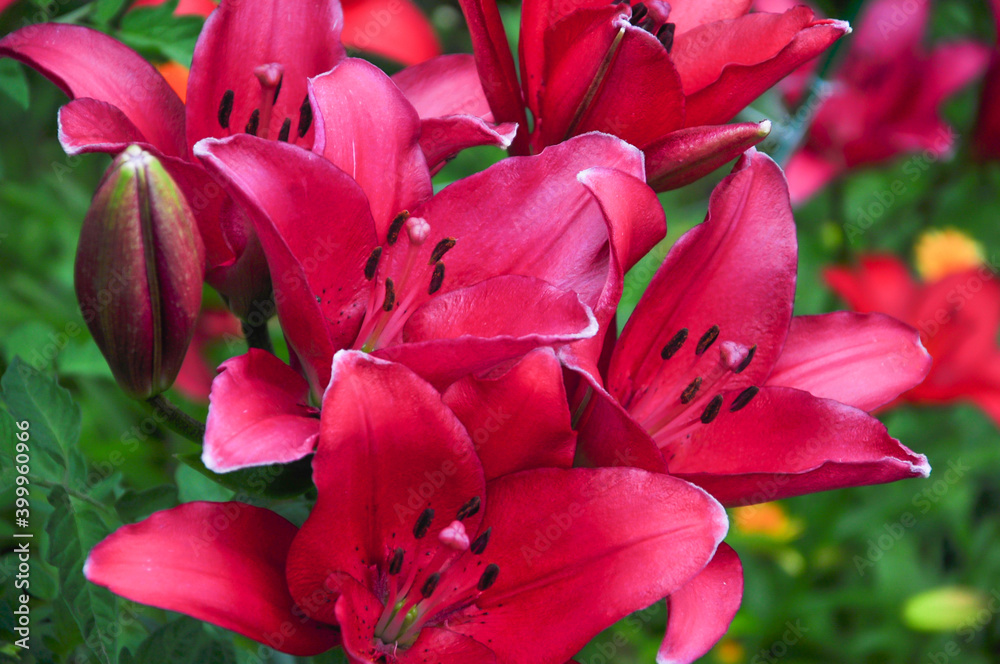 Red flowers are daylilies or Hemerocallis. Red flowers are daylilies or Hemerocallis.