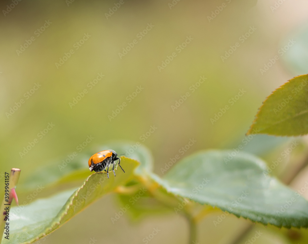 ladybug on a leaf ladybug on a leaf