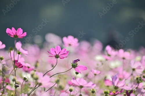 Close-up of beautiful cosmos flowers against the blurred flowers field. © Moment Capsule