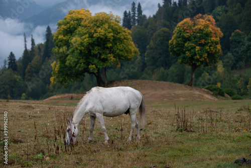 nature, mountains, horses and the incredible reviews