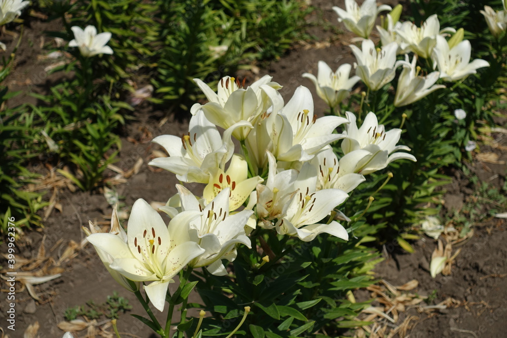 Numerous white spotted flowers of true lilies in June Numerous white spotted flowers of true lilies in June