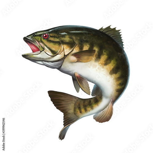 Smallmouth bass jumps out of water illustration isolate realistic. photo