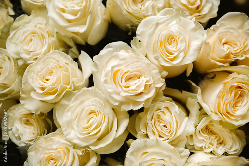 white roses in a large bouquet top view, flower petals