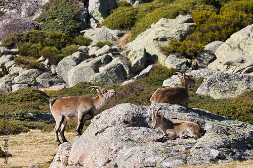 mountain goat on the rock