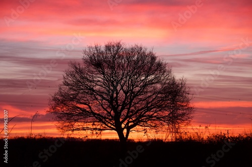 Multicoloured  Sunset behind a Silhouetted Winter Tree