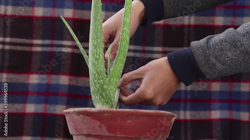 Aloe vera tree and Aloe vera gel.  hand holding cut aloe  vera. 