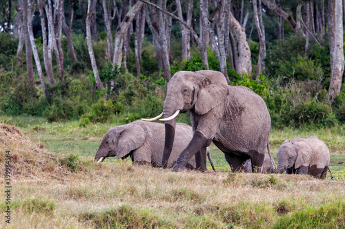 Elephant herd walking in a small swamp area in the forest on the borders of the Mara river in the Masai Mara National Park in Kenya 