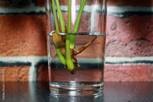 A young plant of anthurium takes root in the water.