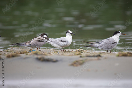 Common terns standing on a backwater shore 