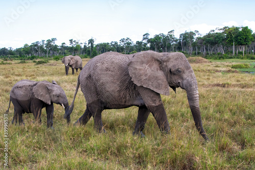 Elephant herd walking in a small swamp area in the forest on the borders of the Mara river in the Masai Mara National Park in Kenya 