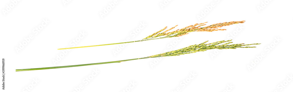 Ears of paddy rice grain isolated on white background Ears of paddy rice grain isolated on white background